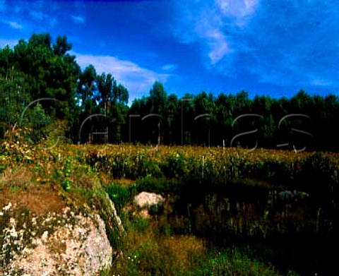 Vineyard in forest clearing near Tondela Portugal   Dao