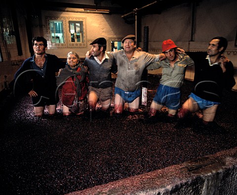 Treading grapes at Taylors Quinta de Vargellas   high in the Douro Valley east of Pinho Portugal    Port