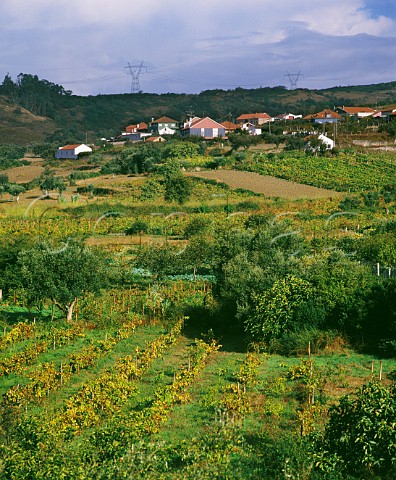 Vineyards at Vila Nova Estremadura Portugal Bucelas