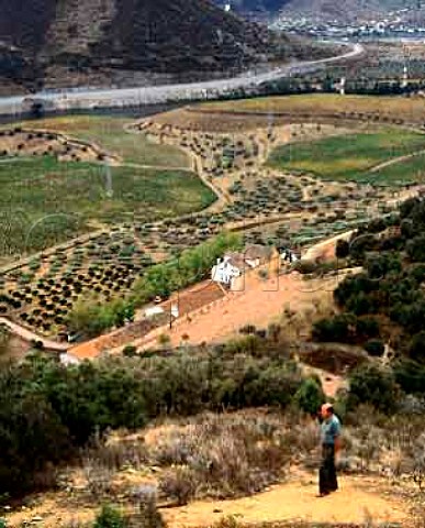 Francisco Olazabal above vineyards of Quinta do Vale Meo at Vila Nova de Foz Coa Portugal   Douro  Port