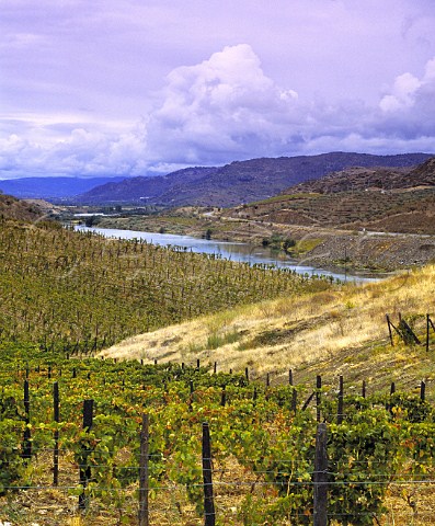 Vineyard of Quinta do Vale Meo Vila Nova de Foz Coa Portugal  Douro  Port