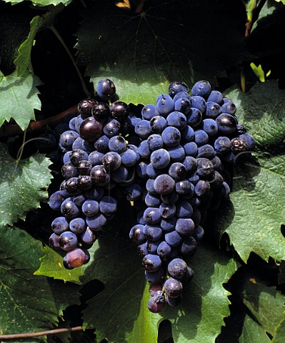 Tinta Barroca grapes   one of the varieties grown   for Port  Portugal