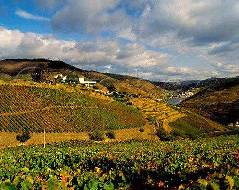 Vineyards at Ferreiras Quinta do Seixo with Pinhoand the Douro River in the distance The latestplantings are those in which the rows run up anddown the slope known as vinha ao alto   Portugal   Port  Douro