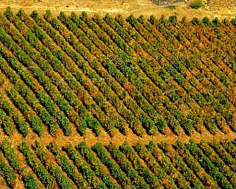 Vineyard rows planted up and down the slope known as vinha ao alto on Quinta do Seixo of Ferreira Pinho Portugal   Douro  Port