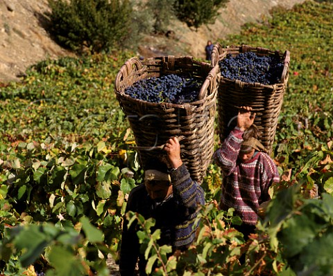 Carrying harvested grapes from the vineyard in traditional baskets  Pinhao Portugal  Port  Douro