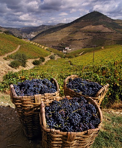 Traditional baskets for harvesting grapes now   largely superseded by plastic crates   Pinho Portugal  Port  Douro