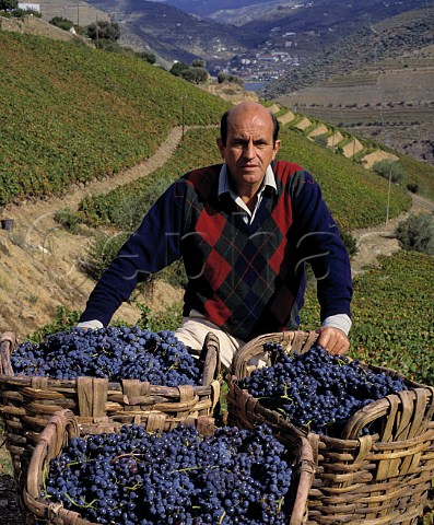 Francisco Olazabal with traditional baskets of harvested grapes in the Douro Valley Portugal