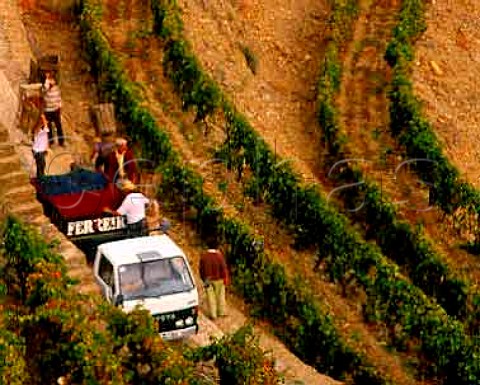 Harvest time at Ferreiras Quinta do Porto near   Pinhao in the Douro  Port