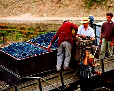 Harvest time at Ferreiras Quinta do Porto near   Pinhao in the Douro  Port