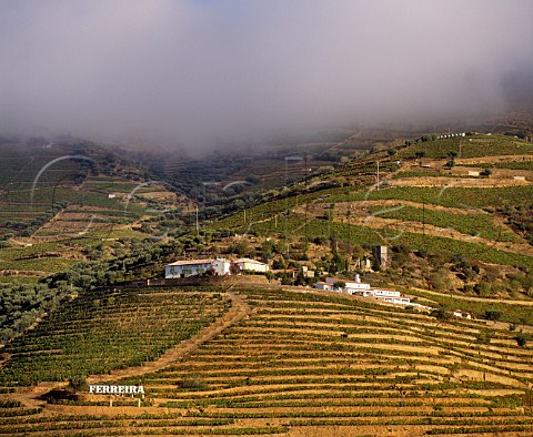Morning fog on the hill above vineyards of Ferreiras Quinta do Porto Pinhao Portugal Douro  Port