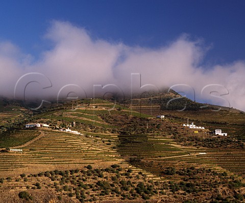 Morning fog on the hills above Quinta do Porto and   Vista Alegre near Pinhao in the Douro valley  Port