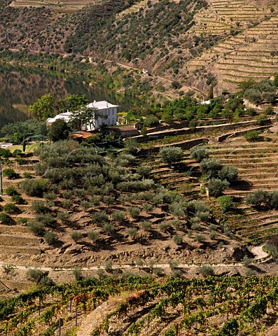 Vineyard and olive grove on terraces below the house of Grahams Quinta dos Malvedos high in the Douro valley near the village of Tua Portugal Port  Douro