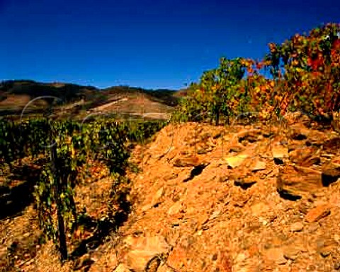 Schist soil in terraced vineyard of Grahams Quinta dos Malvedos Tua Portugal    Douro  Port