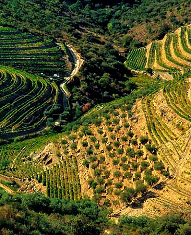 Vineyards and olive groves on the slopes of the   Douro valley near Pinhao  Port