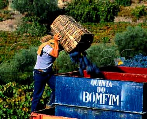 Traditional wicker baskets in use at harvest time   Quinta do Bomfim in the Douro valley at Pinhao This   is one of the Symington companies   Port