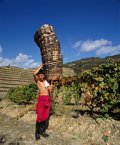 Boy carrying traditional wicker baskets for the grape harvest Near Pinho in the Douro Valley   Portugal  Port