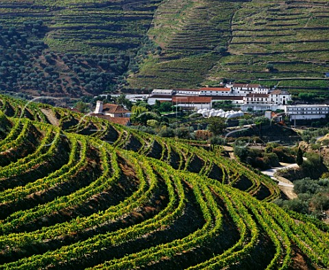 Crofts Quinta do Roeda in the Douro valley Pinho Portugal Port