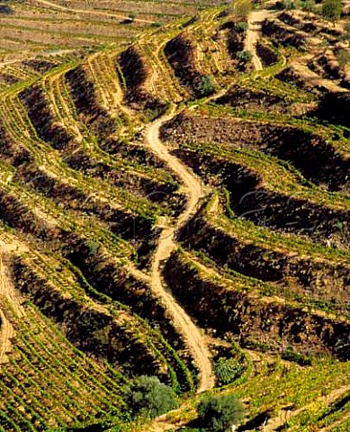 Vineyards of Quinta do Vesuvio A remote farm well   to the east of Pinhao it has recently been purchased   from Ferreira by the Symington group   Port