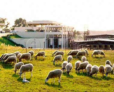 Sheep grazing alongside the ultramodern Sogrape   winery of Quinta dos Carvalhais The property   purchased in 1989 covers 247 acres near the town of   Mangualde in the Dao region