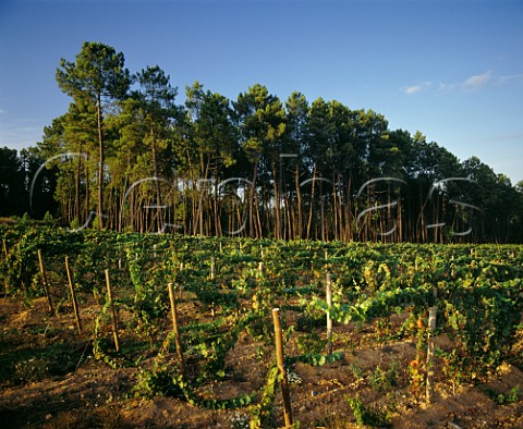 Vineyard amidst the pine forest on the Sogrape property of Quinta dos Carvalhais  Mangualde Portugal  Dao