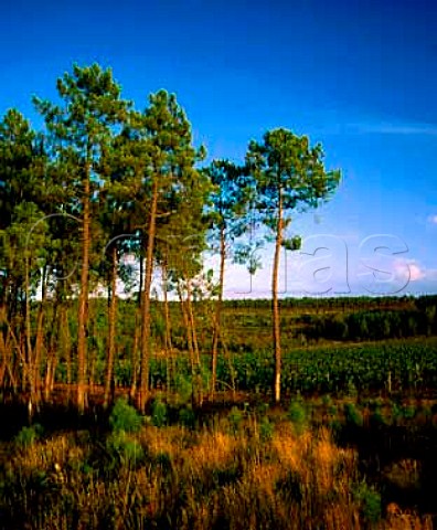 Vineyard on the Sogrape property of Quinta dos   Carvalhais near the town of Mangualde Vineyards   amidst the pine forests are typical here Dao   Portugal