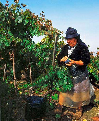 Harvesting Baga grapes in a 70year old vineyard of   Luis Pato at Ois do Bairro Portugal  Bairrada
