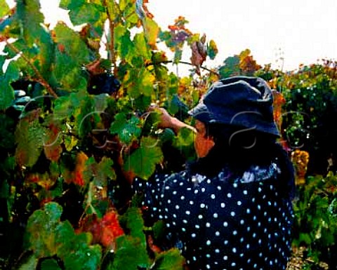 Harvesting Baga grapes from 70 year old vines in a   vineyard of Luis Pato at Ois do Bairro in the   Bairrada region