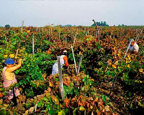 Harvesting Baga grapes in a 70year old vineyard of Luis Pato Ois do Bairro Portugal   Bairrada