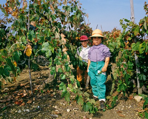 Pickers children in vineyard of 70year old Baga vines of Luis Pato Ois do Bairro Portugal  Bairrada