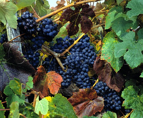 Baga grapes in 70year old vineyard of Luis Pato   Ois do Bairro Portugal   Bairrada