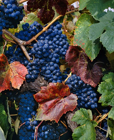 Baga grapes on 70year old vine in vineyard of Luis Pato Ois do Bairro Portugal  Bairrada