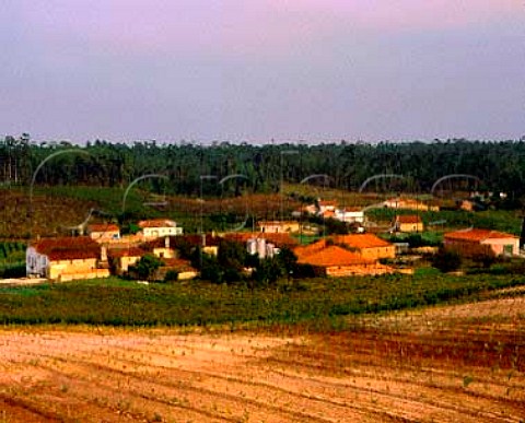 Quinta da Cha estate of Luis Pato The collection ofbuildings house part of his winery The vineyardbeyond on wires is Cabernet Sauvignon  in the     PTO middle below winery are Bical whilst inforeground are American rootstocks which are due tobe grafted over to Chardonnay   Bairrada