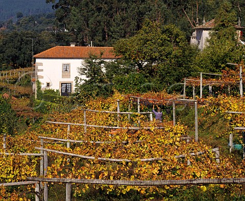 Picking grapes for red Vinho Verde at Queijada near Ponte de Lima Portugal    Minho