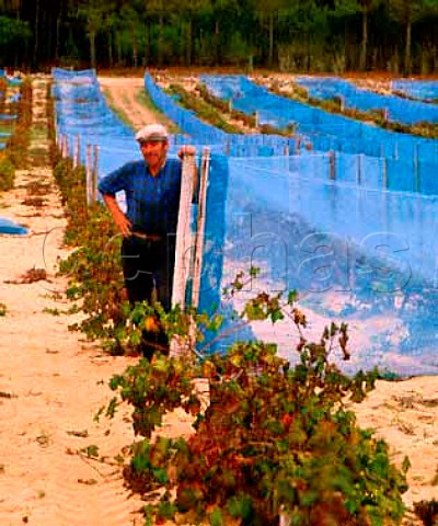 Windbreaks in Ramisco vineyard on the coastal sand dune at Azenhas do Mar Estremadura Portugal Colares