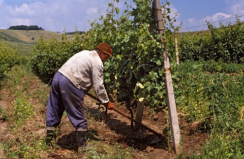 Working in vineyard near Oradea Romania