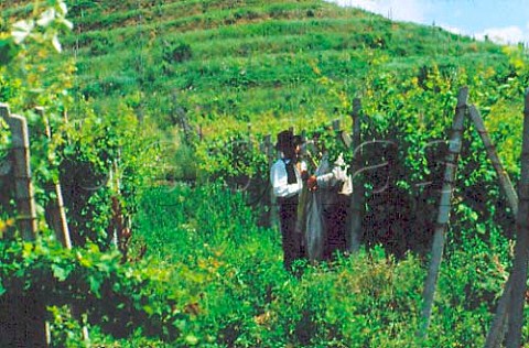 Vineyard workers near Oradea Romania