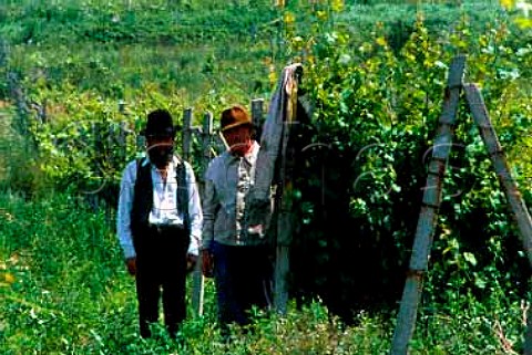 Vineyard workers near Oradea Romania