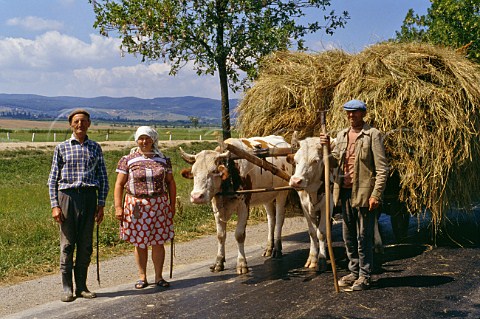 Peasant farmers and bullock cart Northwest Romania
