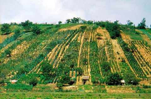 Hillside vineyards near Oradea   Romania