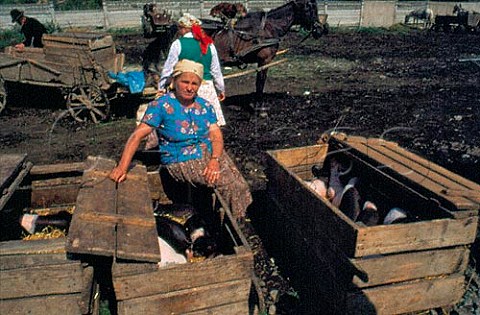 Selling pigs at gypsy market in northwest Romania