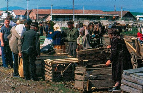 Selling pigs at gypsy market in northwest Romania