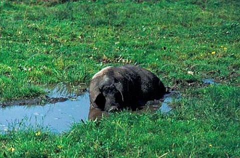 Pig wallowing in puddle at gypsy market   Romania