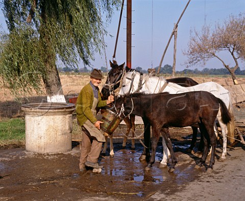 Watering horses from roadside well at Padina in the   Danube basin Romania Such wells are very frequent in this area