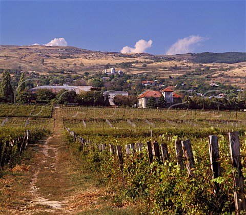 Vineyards in the foothills of the Carpathian   Mountains at Pietro Asale Romania   Dealul Mare   Region