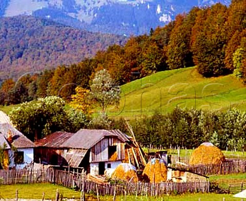 In Carpathian Mountains at Cheia south east of   Brasov Romania