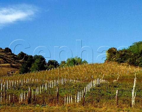 Vineyards at Hogilag in the Tirnave area of   Transylvania The area between the Tirnava Mare and   Tirnava Mica rivers is one of Romanias main wine   regions