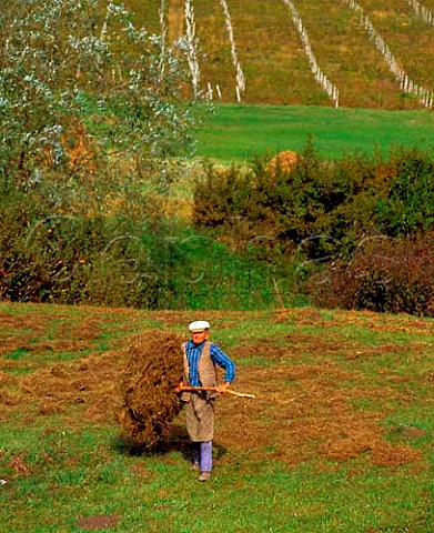 Haymaking by vineyard near Tirnaveni in the Tirnave   area of Transylvania The area between the Tirnava   Mare and Tirnava Mica rivers is one of Romanias main   wine regions
