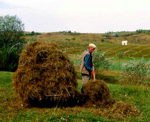 Hay making by vineyard near Tirnaveni in the Tirnave   area of Transylvania The area between the Tirnava   Mare and Tirnava Mica rivers is one of Romanias main   wine regions