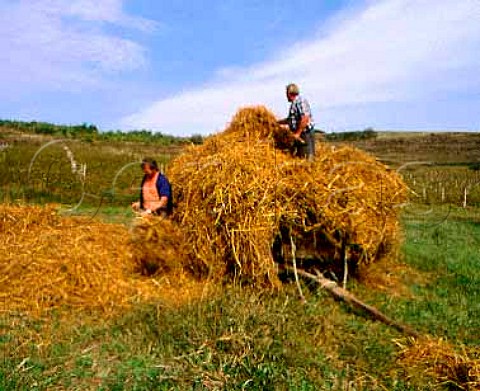 Loading wagon with hay by a vineyard in the Tirnave   area of Transylvania This area between the Tirnava   Mare and Tirnava Mica rivers is one of Romanias   main wine regions