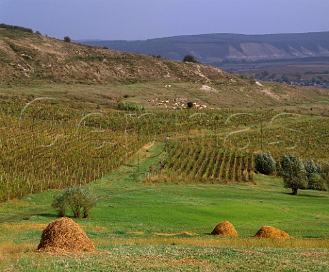 Vineyards on hillside near Tirnaveni between the Tirnava Mare and Tirnava Mica rivers in the Tirnave  area of Transylvania Romania